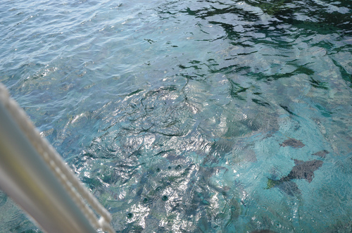 にっぽん丸で小笠原諸島:本編 四日目