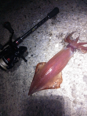 魚・烏賊・・ 魚・烏賊・・