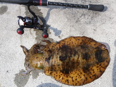魚・烏賊・・ 魚・烏賊・・