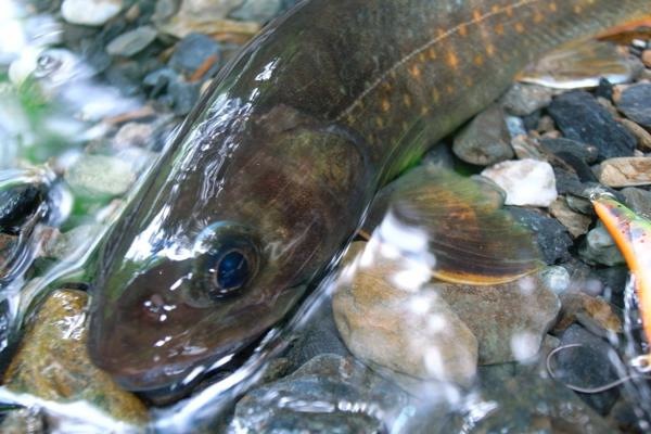 北岳〜間ノ岳、それからイワナ 2日目 北岳〜間ノ岳、それからイワナ 2日目