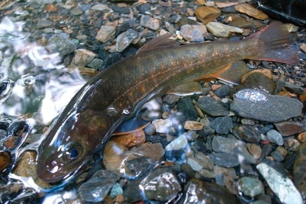 北岳〜間ノ岳、それからイワナ 2日目 北岳〜間ノ岳、それからイワナ 2日目