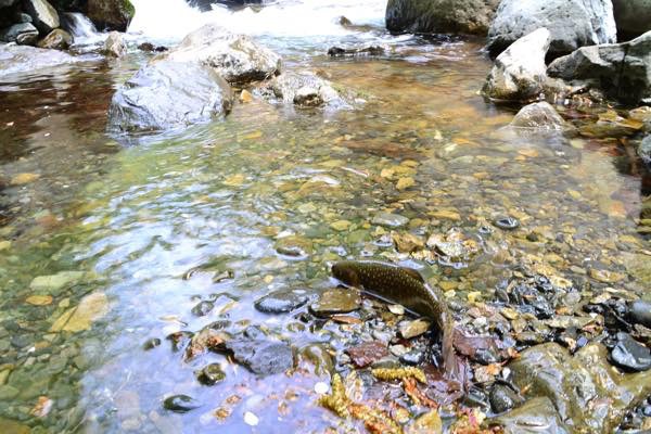新緑眩しい渓流へ 新緑眩しい渓流へ