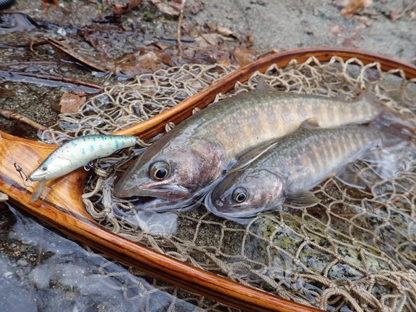 午後だけ釣行 午後だけ釣行