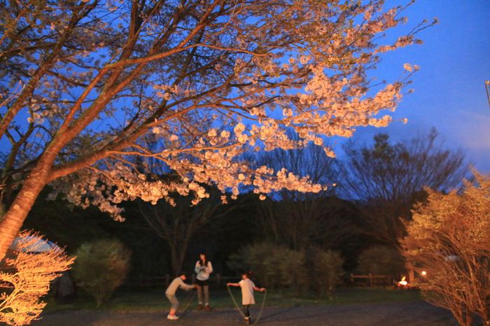 桜舞い散る下で・・＠稲ヶ崎キャンプ場（20160409-0410）