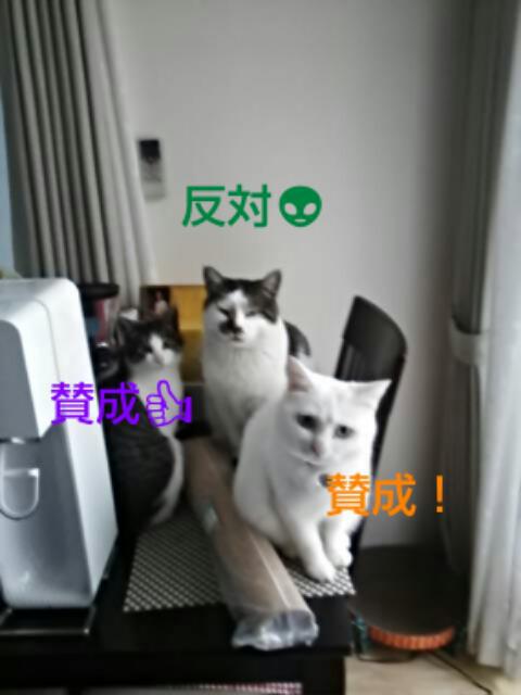 夏休み　画策中