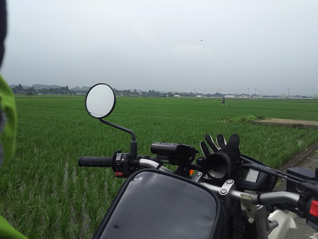 やっぱ 道志の森だね やっぱ 道志の森だね