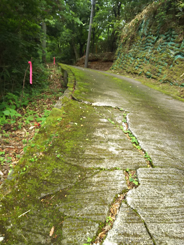 やっぱ 道志の森だね やっぱ 道志の森だね