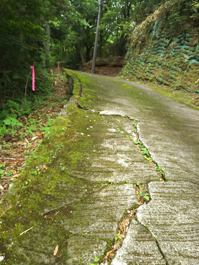 やっぱ　道志の森だね