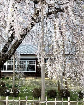 2023 零れ桜 2023 零れ桜
