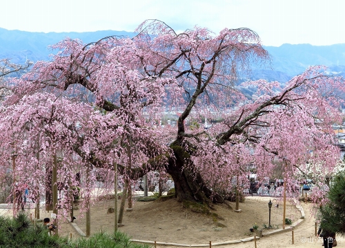 2016 南信州 飯田の一本桜めぐり 2016 南信州 飯田の一本桜めぐり