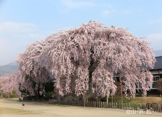 2018 廃校に咲く桜 2018 廃校に咲く桜