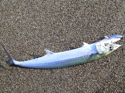 昨日の釣行