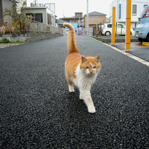 地域猫@大和