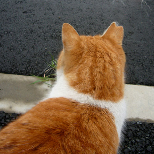地域猫@大和