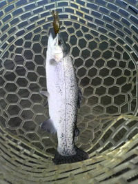 釣り日和ですよ!(・∀・)