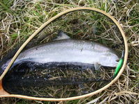 とある釣り人…サクラサク～2010