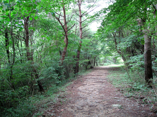 トレイルランニング 六甲 摩耶山 シェール道 トゥエンティクロス