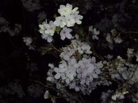 花よりビール・・