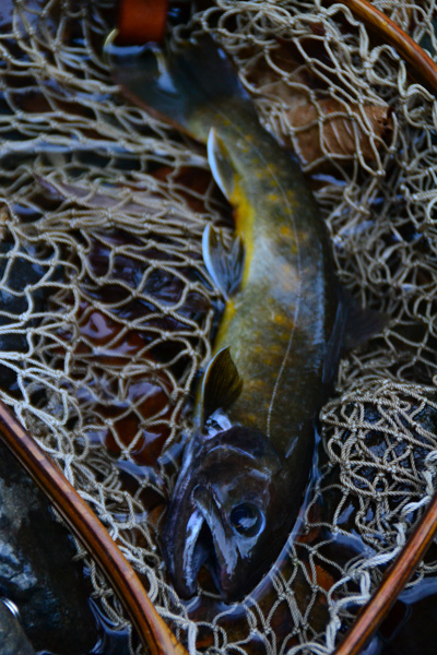 ヤマメを釣りに