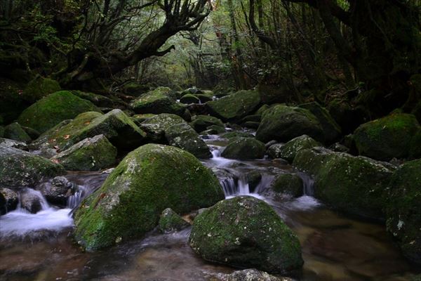 ぶらり屋久島 3日目