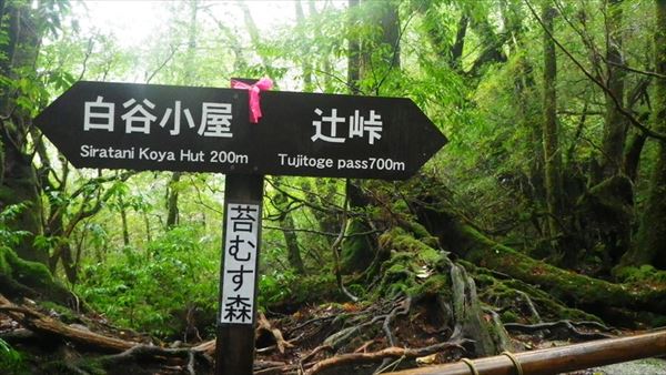 ぶらり屋久島 3日目