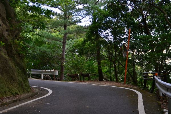 ぶらり屋久島 4日目と5日目
