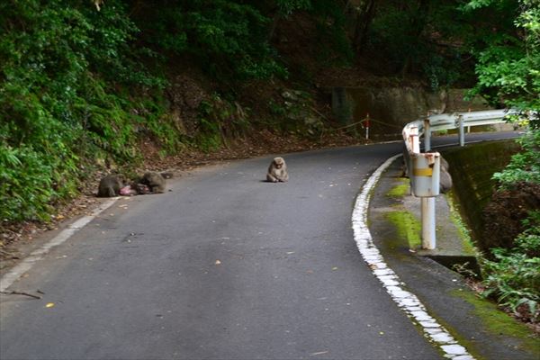 ぶらり屋久島 4日目と5日目