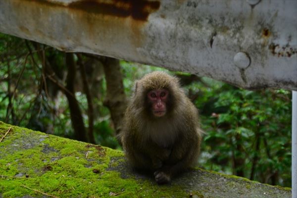ぶらり屋久島 4日目と5日目