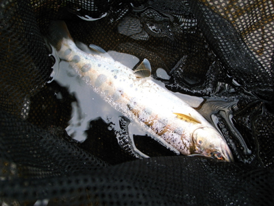 石莚川と裏磐梯の渓流