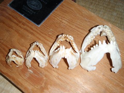 鯛の歯４