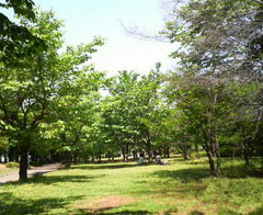 交通公園でハンモック