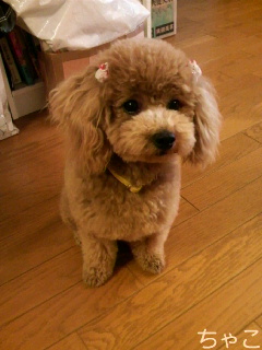 毛むくじゃら ちゃこ、トリミングをす!