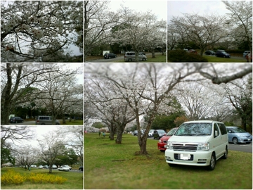 平和公園へお墓参り&お花見ピクニック
