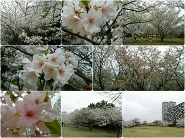 いつもの公園でお花見散歩