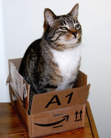 猫との闘い