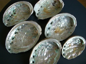 アワビの貝殻
