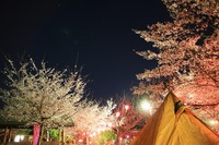 ＊　ふらり風・・・・夜桜キャンプ＊　