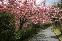 * 縦走 向山連山 * 花の縦走道