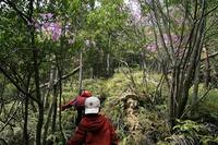 * 縦走 向山連山 * 花の縦走道