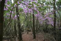 * 縦走 向山連山 * 花の縦走道