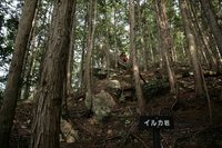 * 縦走 向山連山 * 花の縦走道