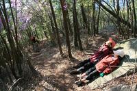 * 縦走 向山連山 * 花の縦走道