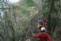 * 縦走 向山連山 * 花の縦走道
