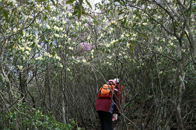 * 縦走 向山連山 * 花の縦走道