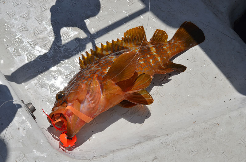 アコウ(キジハタ)をタイラバでキャッチ アコウ(キジハタ)をタイラバでキャッチ
