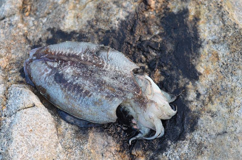 福岡・糸島エギング、まだ早いかな??キスがいい感じです。 福岡・糸島エギング、まだ早いかな??キスがいい感じです。