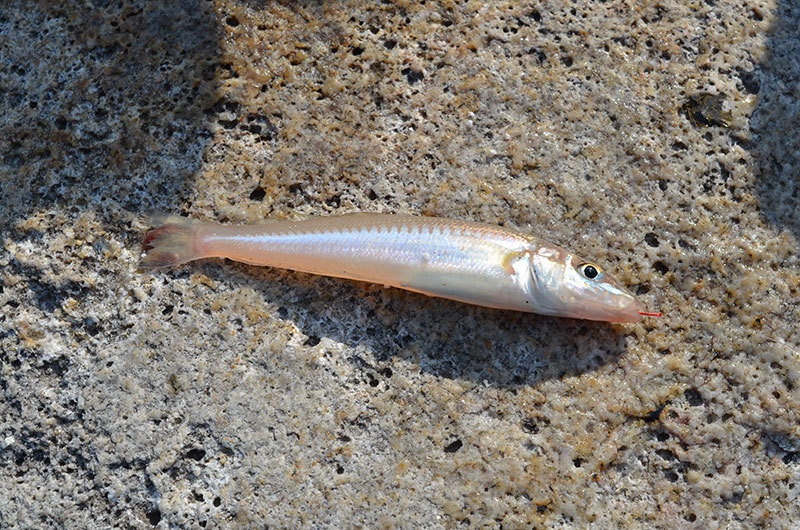 福岡・糸島エギング、まだ早いかな??キスがいい感じです。 福岡・糸島エギング、まだ早いかな??キスがいい感じです。