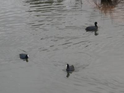 オオバンとツクシ：早春の鳥屋野潟ランニング＠新潟
