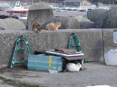 カサゴ2匹と釣り場猫：穴釣り＠新潟