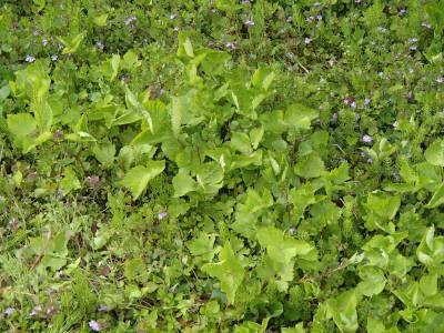 セリにワサビの花茎：実家の下草刈りと山菜@新潟